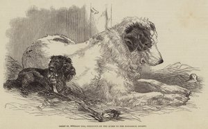 Grote Sint-Bernardshond, Geschonken door de Koningin aan de Zoologische Vereniging